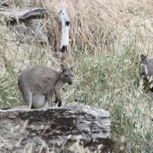 Wallaroo Arnhemland Tour