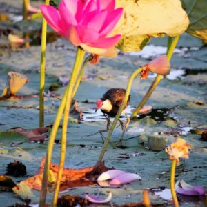 Kakadu Top End Family Adventure