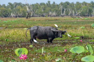 Water buffalo on Kakadu Yellow Water wildlife cruise